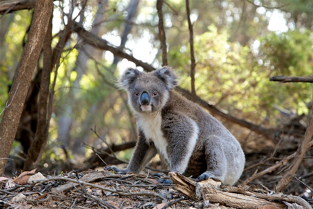 koala